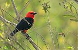 Scarlet-headed Blackbirdborder=